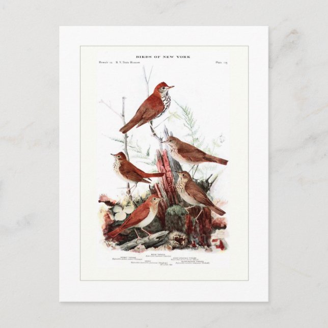 Thrush Vykort (Framsida)