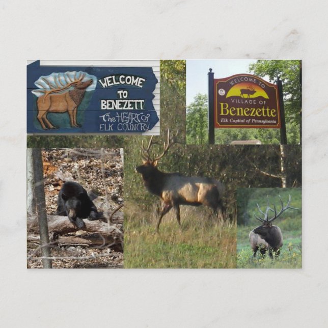 Thtvätt Elk BENEZETTE PA Vykort (Framsida)