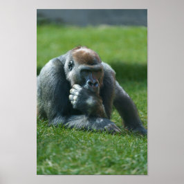Thumb Sucking Gorilla Poster