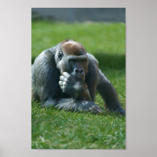 Thumb Sucking Gorilla Poster (Framsidan)