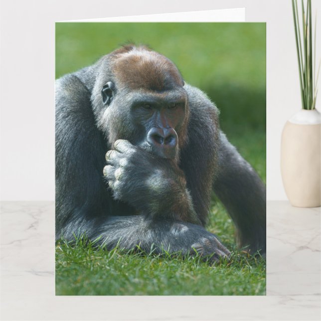 Thumb Sucking Gorilla Tack Kort (Framsida)