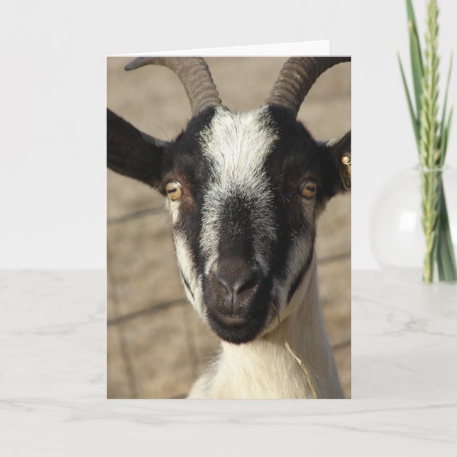 Thumbelia Yearling Goat Kort (Framsida)