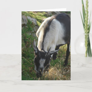 Thumbelina, den vackra Goat Kort