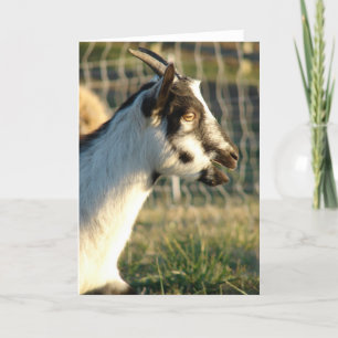 Thumbelina Goat Kort