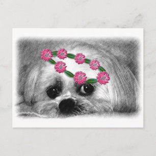 Thumbellina.. är min namn jag är en vacker maltese vykort