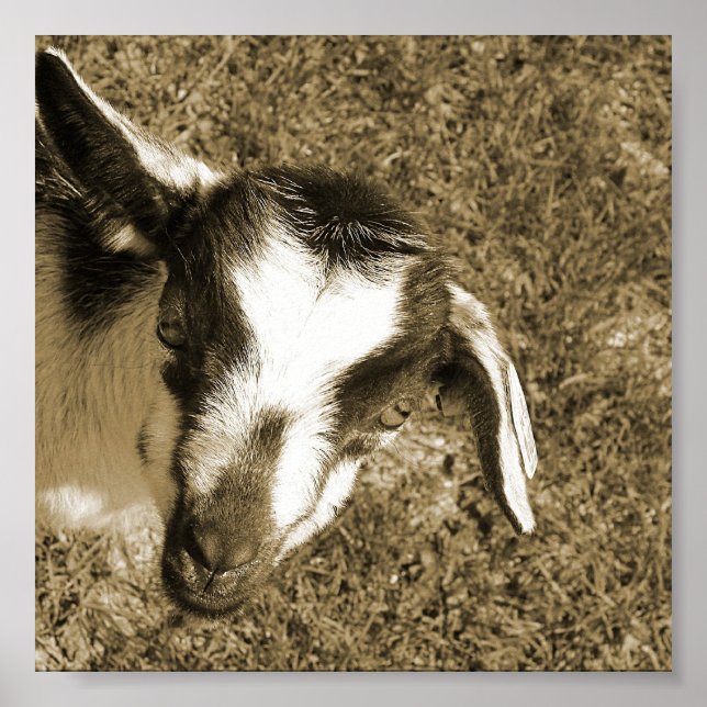 Thumblina the Goat Poster (Framsidan)