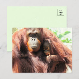 Thumbs Up Orangutan Mamma och Baby Vykort