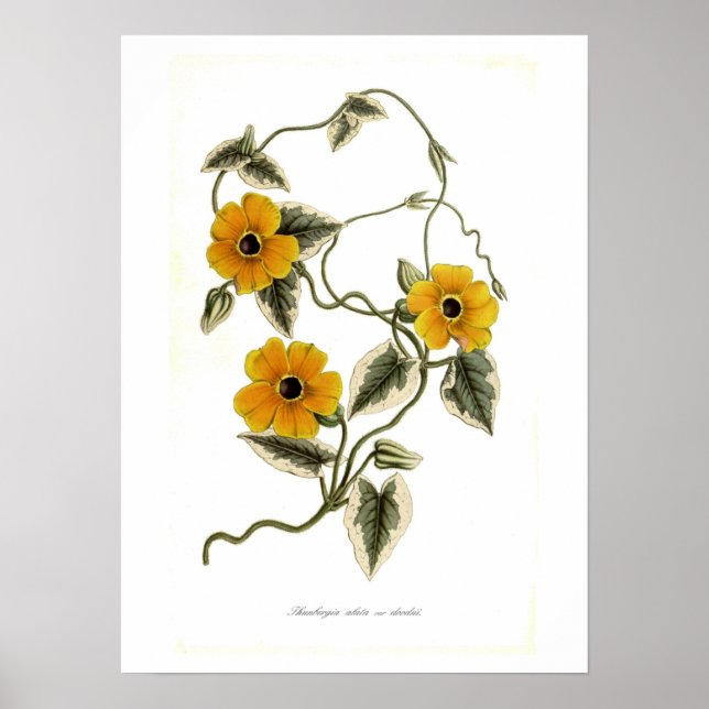 Thunbergia alata poster (Framsidan)