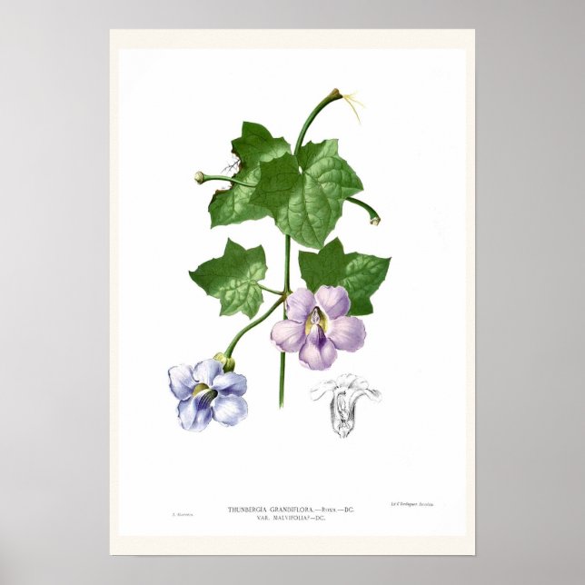 Thunbergia grandiflora poster (Framsidan)