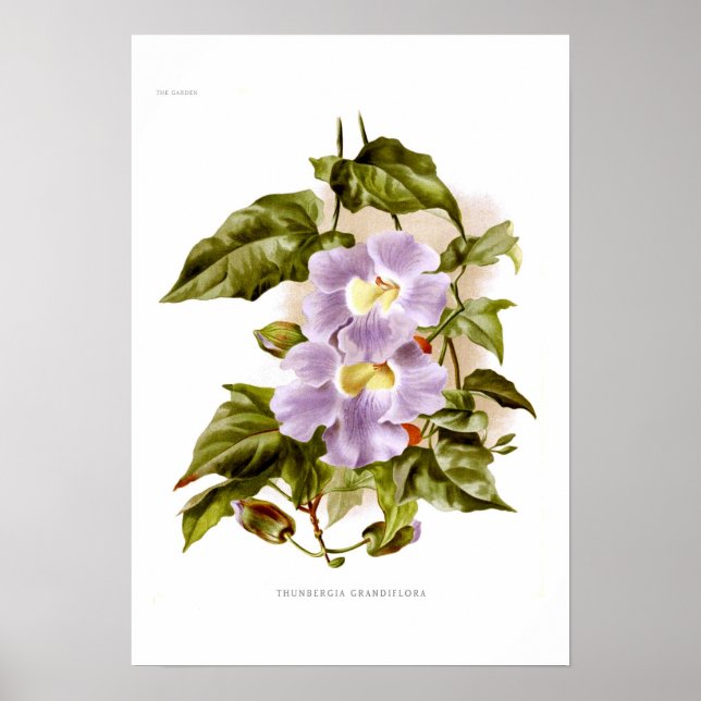 Thunbergia grandiflora poster (Framsidan)