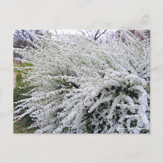 Thunbergs meadowsötare:Postcard Vykort (Framsida)