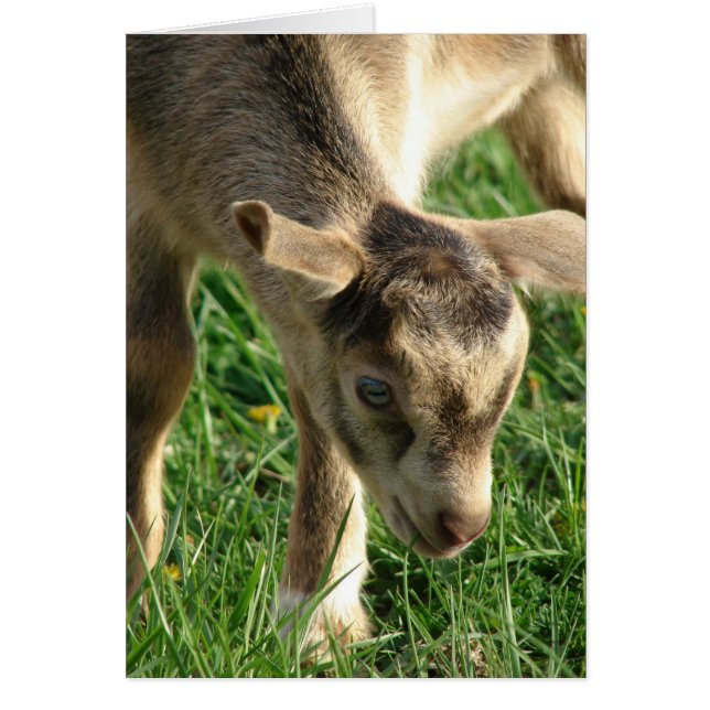 Thunder, getunge Påsk Hälsningskort (Framsidan)