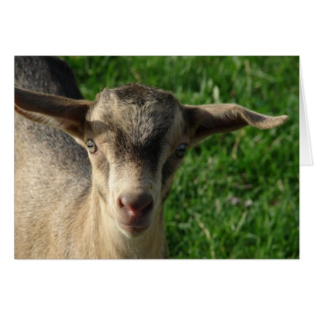 Thunder Hälsningskort (Framsidan Horizontal)