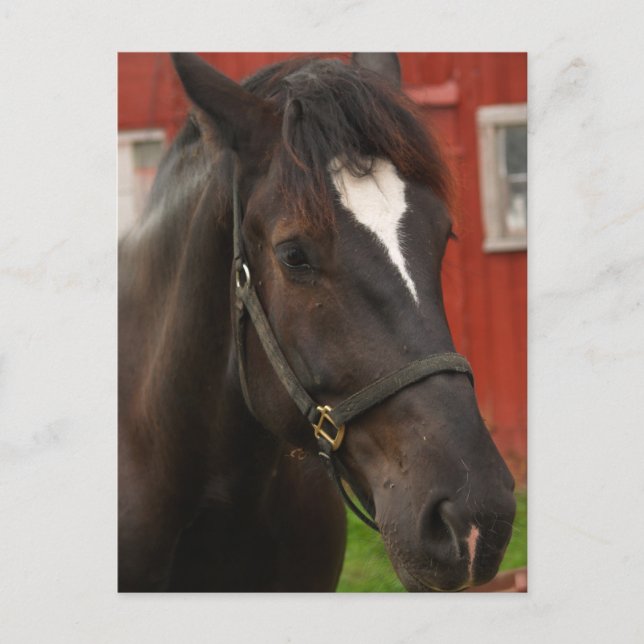 Thunder Horse Postcard Vykort (Framsida)