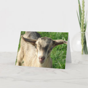 Thunder the Goat Kort