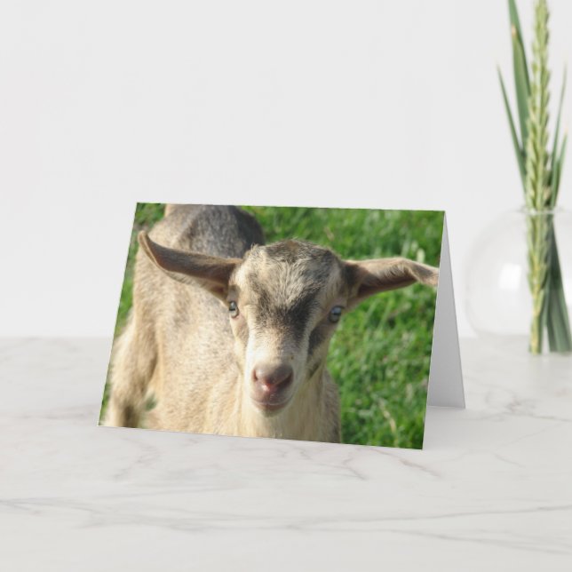 Thunder the Goat Kort (Framsida)