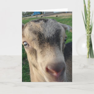 Thunder the Goat Kort