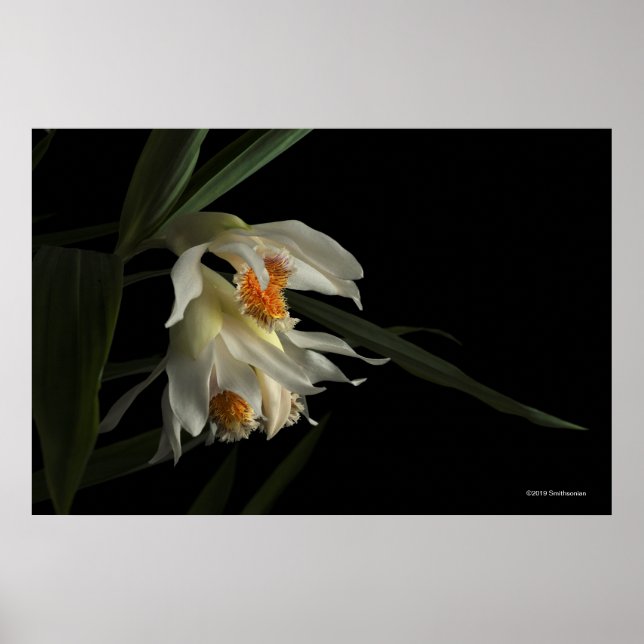 Thunia Marshalliana Poster (Framsidan)