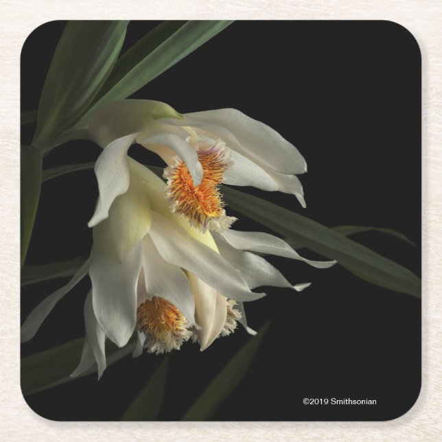 Thunia Marshalliana Underlägg Papper Kvadrat (Framsidan)