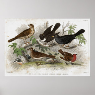 Thush Antique Lithograph-utskrift Poster