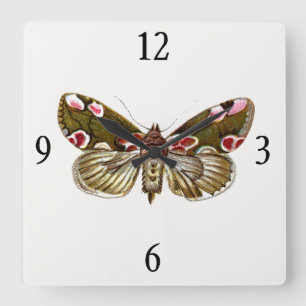 Thyatira batis - Peach Blommar Moth Fyrkantig Klocka