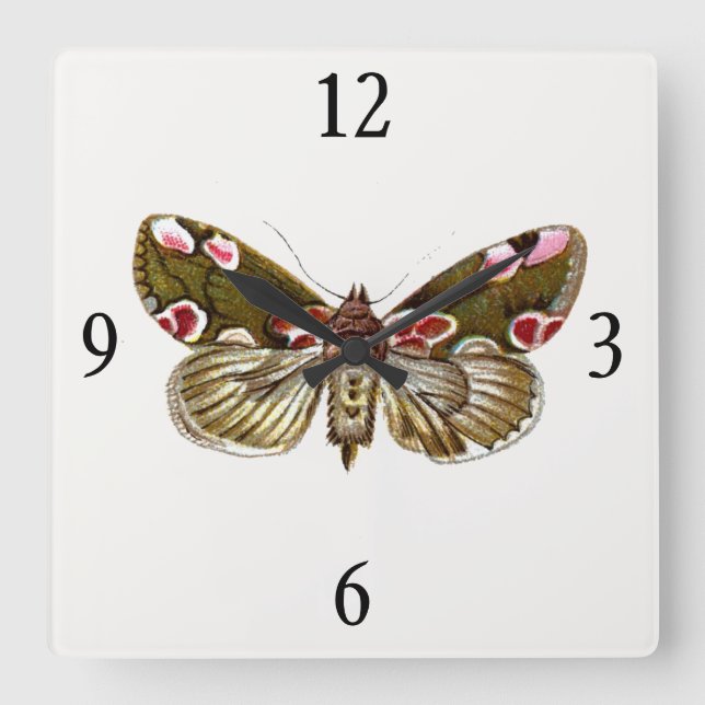 Thyatira batis - Peach Blommar Moth Fyrkantig Klocka (Framsida)