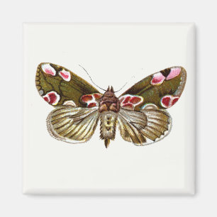 Thyatira batis - Peach Blommar Moth Magnet