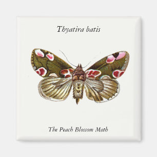 Thyatira batis - Peach Blommar Moth Magnet