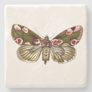 Thyatira batis - Peach Blommar Moth Stenunderlägg