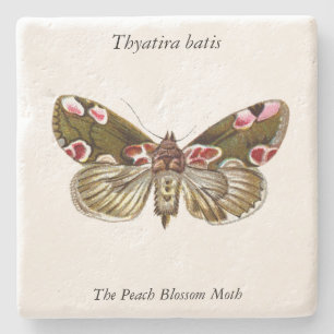 Thyatira batis - Peach Blommar Moth Stenunderlägg