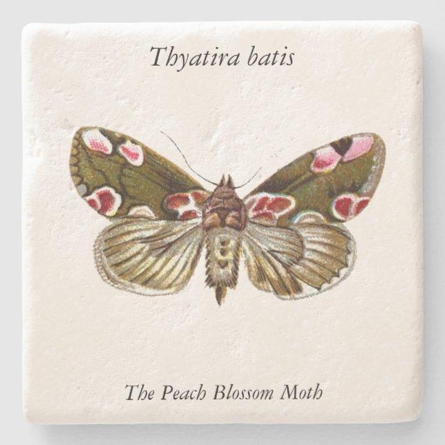 Thyatira batis - Peach Blommar Moth Stenunderlägg (Framsidan)