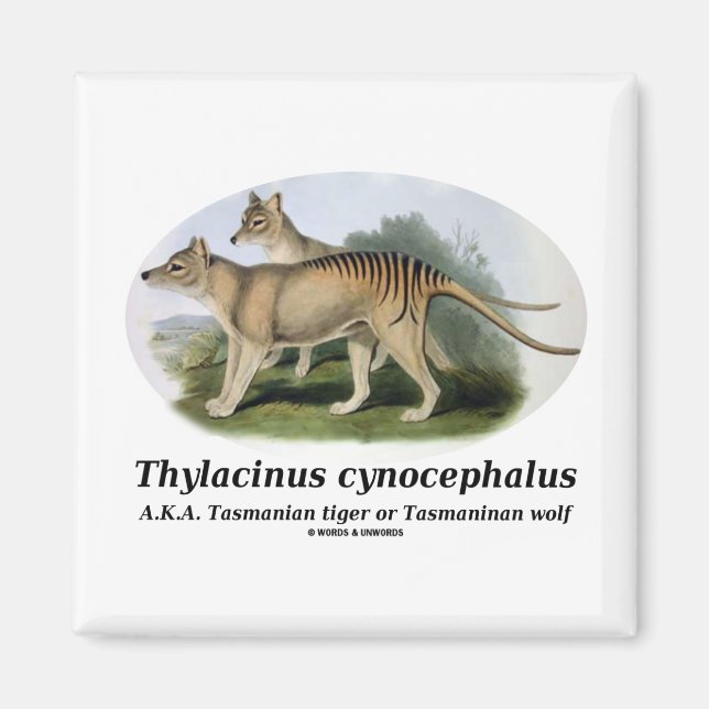 Thylacinus cynocephalus (Tasmanisk tiger eller var Magnet (Framsidan)