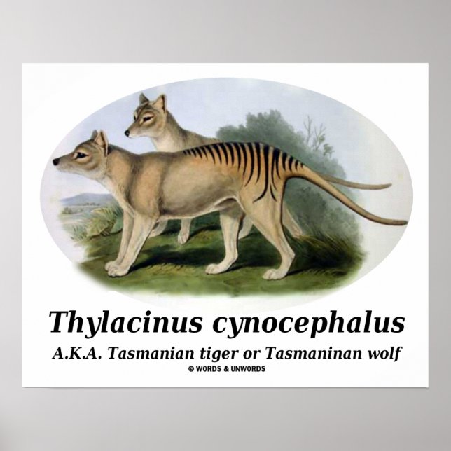 Thylacinus cynocephalus (Tasmanisk tiger eller var Poster (Framsidan)