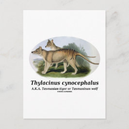 Thylacinus cynocephalus (Tasmanisk tiger eller var Vykort