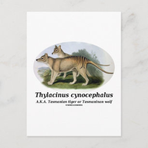 Thylacinus cynocephalus (Tasmanisk tiger eller var Vykort
