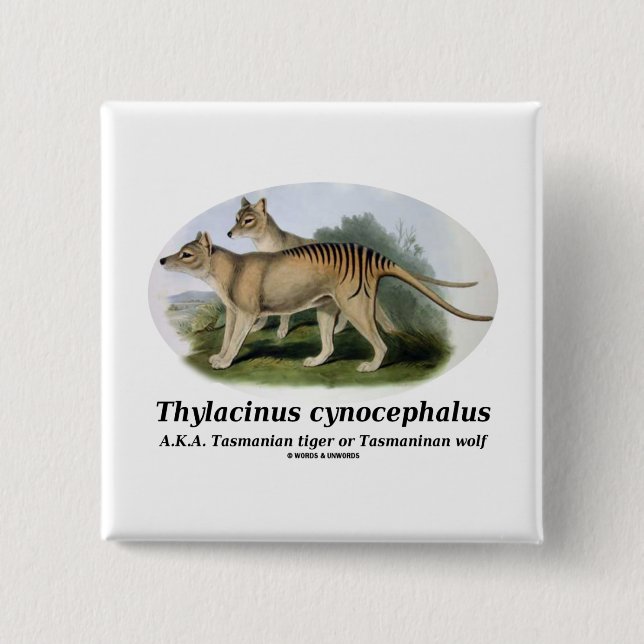 Thylacinuscynocephalus (den Tasmanian tigern eller Knapp (Framsida)