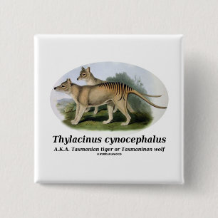 Thylacinuscynocephalus (den Tasmanian tigern eller Knapp