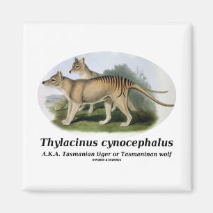 Thylacinuscynocephalus (den Tasmanian tigern eller Magnet