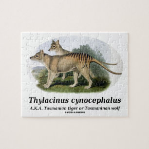 Thylacinuscynocephalus (den Tasmanian tigern eller Pussel