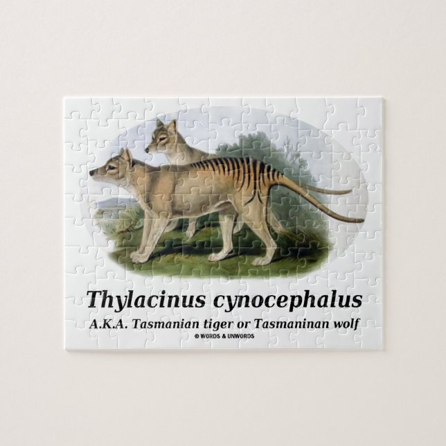 Thylacinuscynocephalus (den Tasmanian tigern eller Pussel (Horisontell)