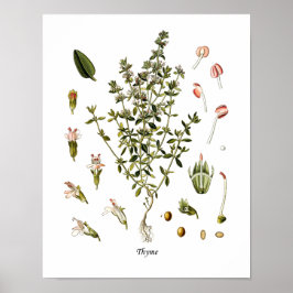 Thyme Herb Botanical Illustration Kitchen Decor Poster