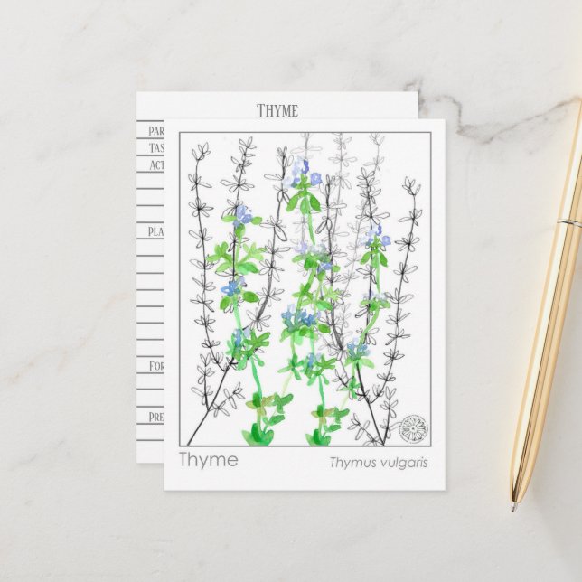 Thyme Herb Materia Medica Cards Herbal Study Vykort (Fram/Back In Situ)