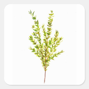 Thyme örter Botaniska örter Fyrkantigt Klistermärke