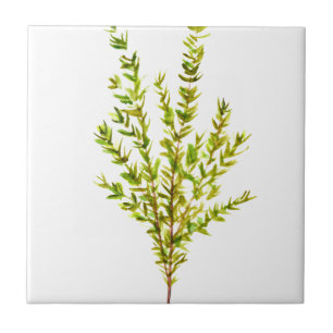 Thyme örter Botaniska örter Kakelplatta