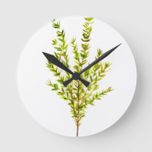 Thyme örter Botaniska örter Rund Klocka