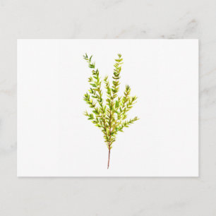 Thyme örter Botaniska örter Vykort