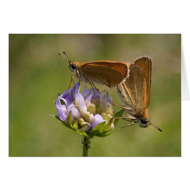 Thymelicus lineola hälsningskort (Framsidan Horizontal)