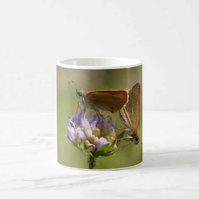 Thymelicus lineola kaffemugg (Center)