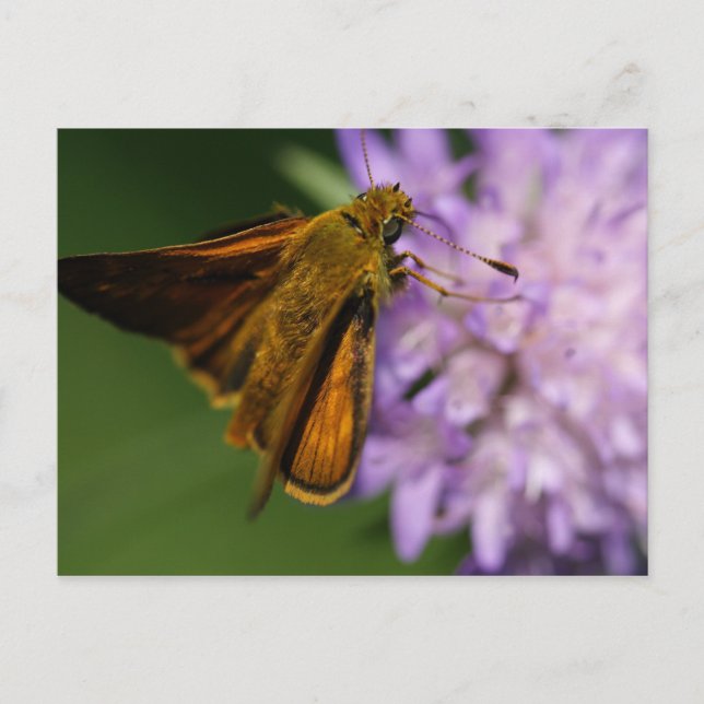 Thymelicus lineola vykort (Framsida)