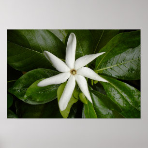 Tiare Blommar Poster